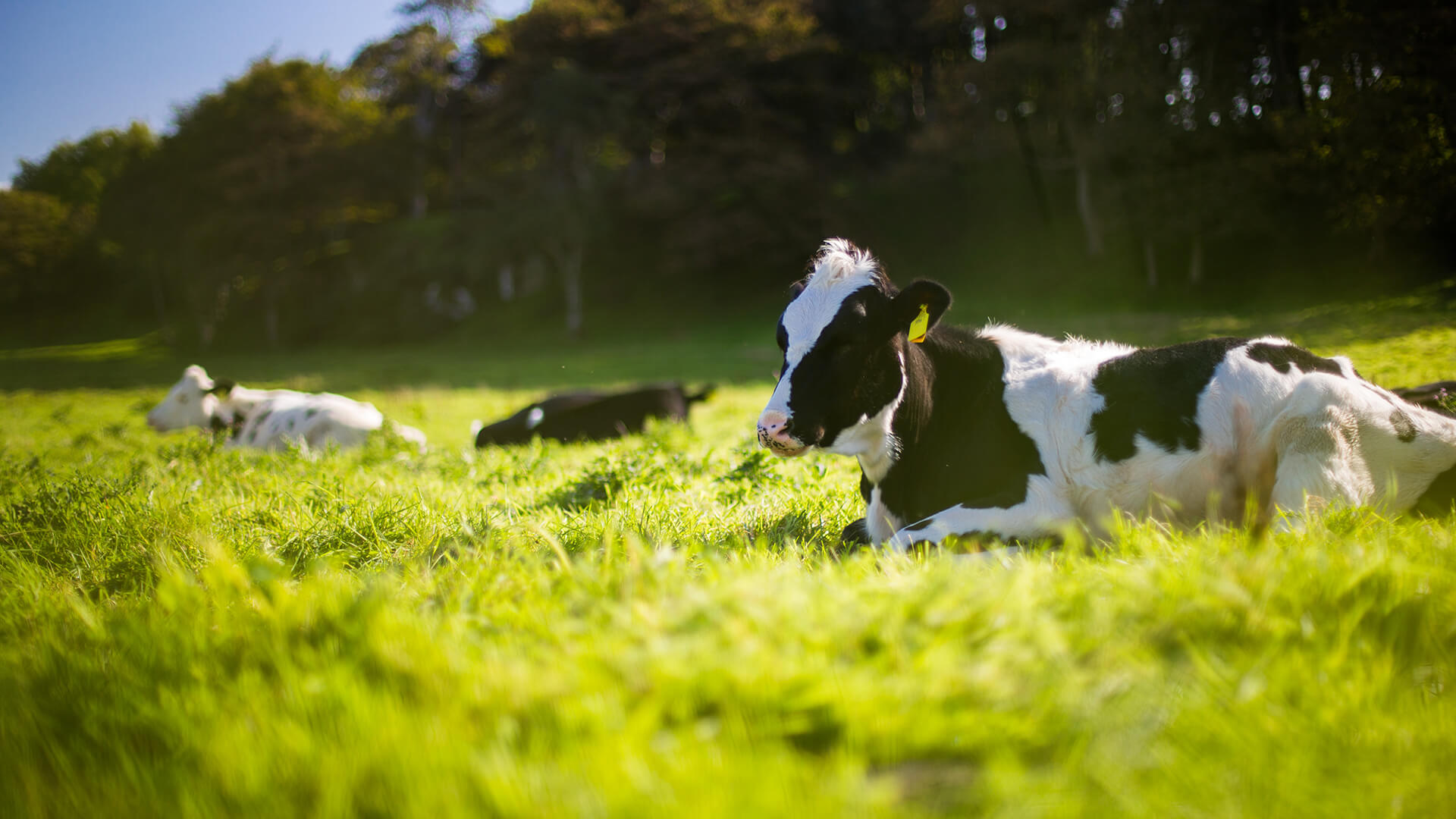 Grass fed irish dairy cows are used to supply products for Dansko Foods